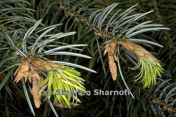 abies bracteata 2 graphic